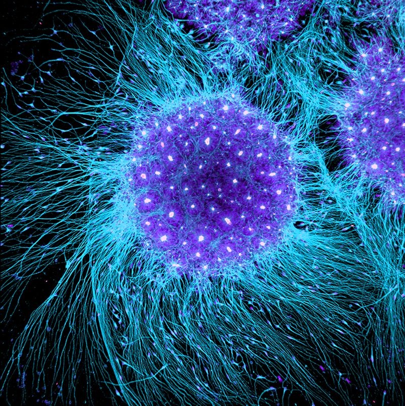 kok-hucreleri-nedir-cesitleri
